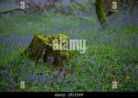 Bluebells dans les bois de Tomnafinnoge, Irlande Banque D'Images