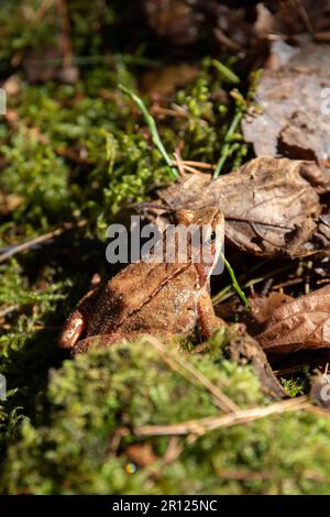 photo petit crapaud brun dans les bois Banque D'Images