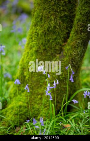 Bluebells dans les bois de Tomnafinnoge, Irlande Banque D'Images