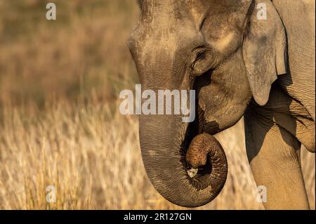 Éléphant d'asie sauvage femelle ou Elepha maximus indicus face à proximité dans la zone dhikala du parc national jim corbett uttarakhand inde asie Banque D'Images