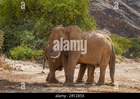 Groupe d'éléphants de taureaux (Loxodonat africana), debout dans le lit sec de la rivière. Rivière Hoanib, Damaraland, Namibie, Afrique Banque D'Images