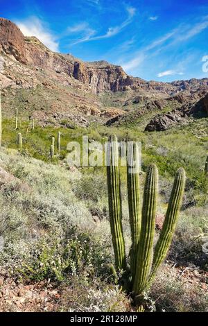 Cactus de pipe d'orgue (Lemaireocereus thurberi) dans une vallée dans le monument national de Cactus de pipe d'orgue dans les montagnes Ajo, dans le sud de l'Arizona, États-Unis Banque D'Images