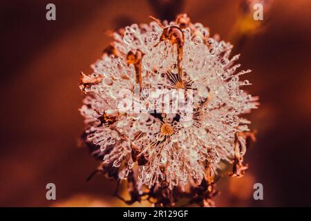 Gouttelettes d'eau sur les fleurs d'herbe. Gouttelettes d'eau sur le pollen du matin, rosée sur l'herbe Banque D'Images