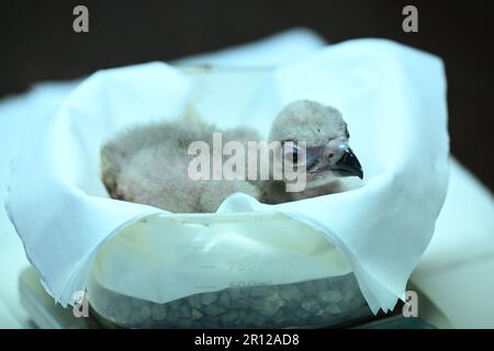 Liberec, République tchèque. 11th mai 2023. La Vulture brune (photographiée dans l'incubateur) a éclos au zoo de Liberec, République Tchèque, 11 mai 2023. Les vautours élevés en captivité seront lâcher dans la nature. Crédit: Radek Petrasek/CTK photo/Alay Live News Banque D'Images