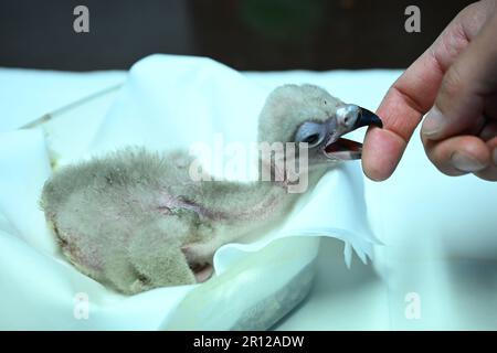 Liberec, République tchèque. 11th mai 2023. La Vulture brune (photographiée dans l'incubateur) a éclos au zoo de Liberec, République Tchèque, 11 mai 2023. Les vautours élevés en captivité seront lâcher dans la nature. Crédit: Radek Petrasek/CTK photo/Alay Live News Banque D'Images