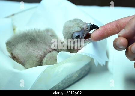 Liberec, République tchèque. 11th mai 2023. La Vulture brune (photographiée dans l'incubateur) a éclos au zoo de Liberec, République Tchèque, 11 mai 2023. Les vautours élevés en captivité seront lâcher dans la nature. Crédit: Radek Petrasek/CTK photo/Alay Live News Banque D'Images