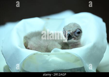 Liberec, République tchèque. 11th mai 2023. La Vulture brune (photographiée dans l'incubateur) a éclos au zoo de Liberec, République Tchèque, 11 mai 2023. Les vautours élevés en captivité seront lâcher dans la nature. Crédit: Radek Petrasek/CTK photo/Alay Live News Banque D'Images