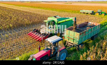 Vue ci-dessus du transbordement de la récolteuse agricole, de la moissonneuse-batteuse à la remorque, déchargement du tournesol récolté. Banque D'Images