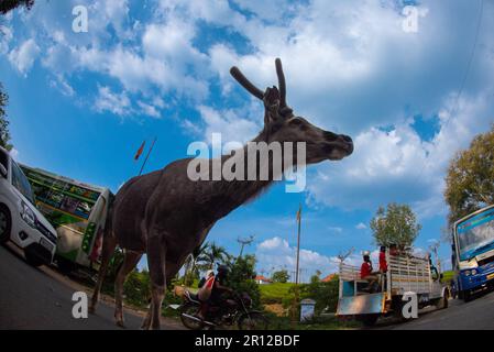 Des images ÉPOUSTOUFLANTES d'un cerf de sambar vulnérable errant montrant ses yeux perplexes à un carrefour de circulation ont été capturées. Banque D'Images