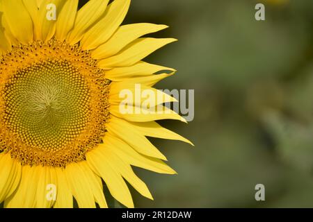 Beau tournesol par beau temps ensoleillé avec un fond naturel. Mise au point sélective. Culture du tournesol au lever du soleil. Fond naturel de tournesol. Sunflow Banque D'Images