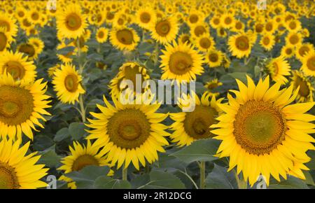 Beau tournesol par beau temps ensoleillé avec un fond naturel. Mise au point sélective. Culture du tournesol au lever du soleil. Fond naturel de tournesol. Sunflow Banque D'Images