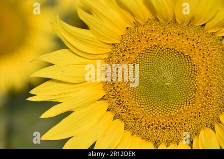 Beau tournesol par beau temps ensoleillé avec un fond naturel. Mise au point sélective. Culture du tournesol au lever du soleil. Fond naturel de tournesol. Sunflow Banque D'Images