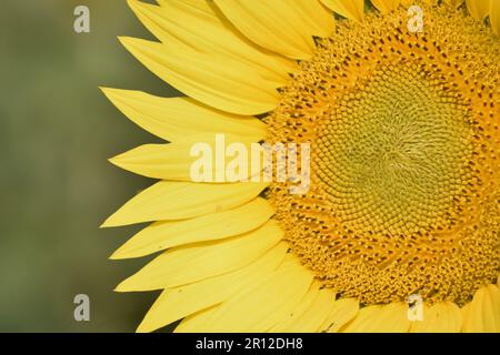 Beau tournesol par beau temps ensoleillé avec un fond naturel. Mise au point sélective. Culture du tournesol au lever du soleil. Fond naturel de tournesol. Sunflow Banque D'Images