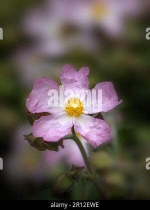 Gros plan des fleurs d'une seule fleur de Cistus × lenis 'Grayswood Pink' dans un jardin au printemps Banque D'Images