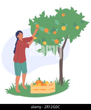 Femme qui récolte des fruits mûrs à partir de l'illustration vectorielle de l'arbre Illustration de Vecteur