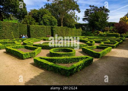 Le jardin français avait taillé des haies de boîte et une fontaine de coquillages dans le parc national de Mount Edgcombe, Cornwall, Angleterre, Royaume-Uni Banque D'Images