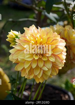 Gros plan d'une belle fleur de dahlia jaune et orange Banque D'Images