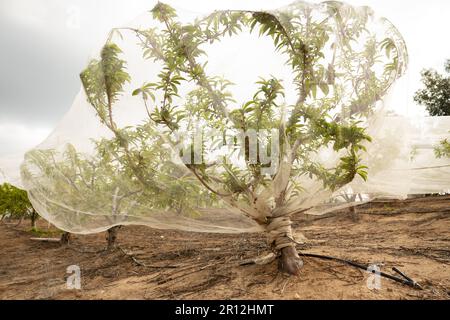 Verger de nectarine au début du printemps, les arbres sont recouverts de filets protecteurs contre les intempéries et les ravageurs Banque D'Images