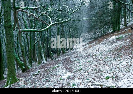 Un paysage d'hiver pittoresque avec une colline couverte de neige, avec de grands arbres et des buissons qui s'y trouvent Banque D'Images