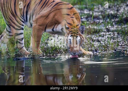 Un tigre du Bengale majestueux buvant à partir d'un plan d'eau peu profond entouré d'une végétation luxuriante Banque D'Images