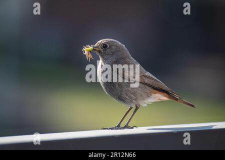 Beau Redstart commun (Phoenicurus phoenicurus), petit oiseau de passereau avec une chenille verte ou ver dans son bec sur le balcon Banque D'Images