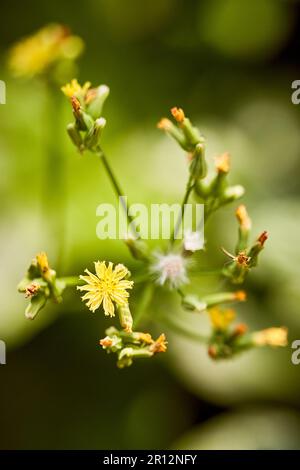 Une photographie en gros plan d'une belle tige de fleur sur une plante luxuriante et verte Banque D'Images