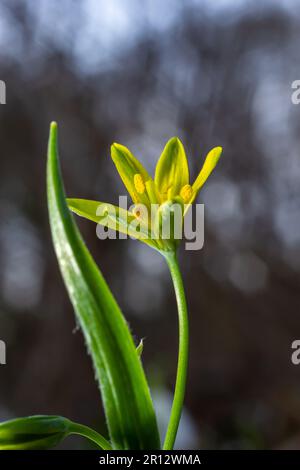 Fleur sauvage Gagea lutea dans la forêt. Connu sous le nom d'étoile jaune de Bethléem. Fleur jaune au printemps. Banque D'Images