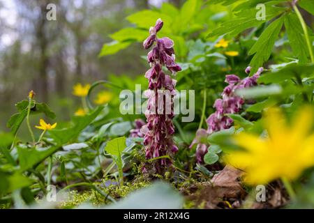 La plante Lathraea squamaria est un parasite dans les bois d'Europe. Fleurs roses de l'édenmoût commun en fleurs dans la forêt, plante parasite poussant sur le tre Banque D'Images