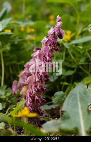 La plante Lathraea squamaria est un parasite dans les bois d'Europe. Fleurs roses de l'édenmoût commun en fleurs dans la forêt, plante parasite poussant sur le tre Banque D'Images