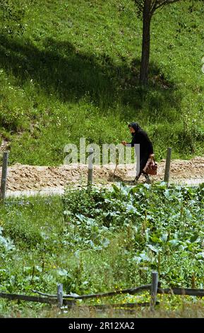 Brasov Comté, Roumanie, environ 1999. Une veuve marchant sur la voie du village dans la campagne. Banque D'Images