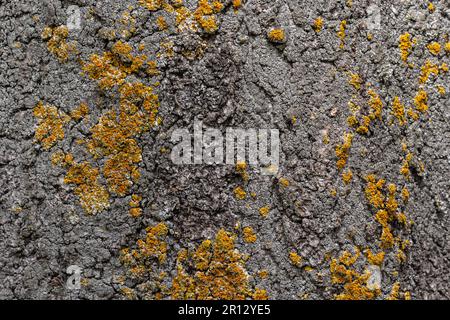 Xanthoria parietina lichen orange commun, échelle jaune, lichen solaire maritime et lichen de rivage sur l'écorce de branche d'arbre. Branche fine sèche avec ora Banque D'Images