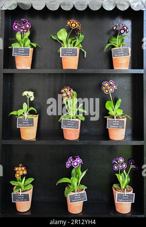 Malvern, Worcestershire, Royaume-Uni. 11th mai 2023. RHS Malvern Spring Festival. . Une exposition de Primula auricula au RHS Malvern Spring Festival. Crédit Simon Maycock / Alamy Live News. Banque D'Images