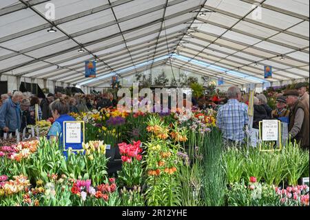 Malvern, Worcestershire, Royaume-Uni. 11th mai 2023. RHS Malvern Spring Festival. Les acheteurs de plantes ont été empaquetés dans le Marquee le jour d'ouverture du festival de printemps de RHS Malvern, à la recherche de plantes inhabituelles et bonnes affaires . Crédit Simon Maycock / Alamy Live News. Banque D'Images