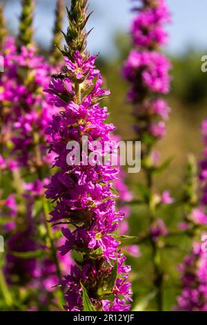 Fleurs roses de Loosestrife pourpre en fleurs Lythrum salicaria sur le rivage. Banque D'Images