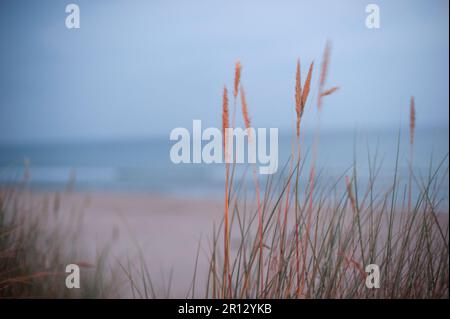 Les roseaux soufflent dans le vent sur une plage côtière tandis que le soleil se couche et projette une lumière rouge sur la végétation Banque D'Images