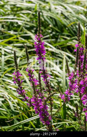 Fleurs roses de Loosestrife pourpre en fleurs Lythrum salicaria sur le rivage. Banque D'Images