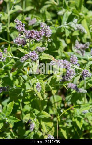 Dans la menthe sauvage pousse long-leaved Mentha longifolia. Banque D'Images