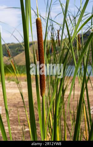 L'usine Reed mace est également connue sous le nom de chat - queue, bulrush, saucisse marécageuse, punks, typha angustifolia. Banque D'Images