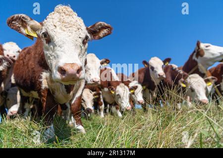 Troupeau de bovins de race Hereford sur des pâturages en amont, Cumbria, Royaume-Uni. Banque D'Images