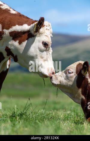 La vache et le veau de Hereford touchent le nez. Cumbria, Royaume-Uni. Banque D'Images