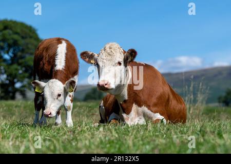 La vache Hereford s'est déposée dans un pâturage luxuriant avec son veau debout à côté. Cumbria, Royaume-Uni. Banque D'Images