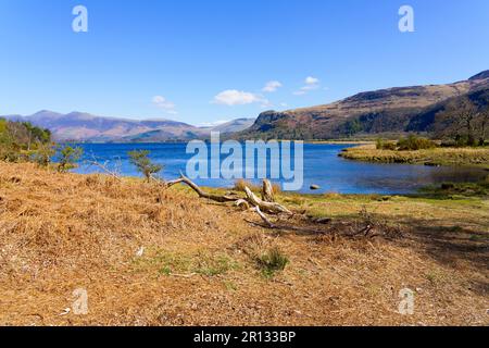 Arbre tombé, en décomposition sur les rives de la Great Bay, sur Derwent Water, dans le district des lacs Banque D'Images