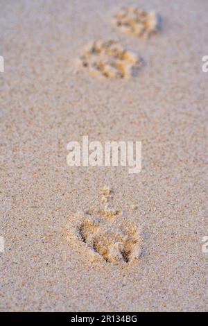 Empreintes de chiens sur le sable jaune humide au soleil, les jours d'été, traces d'animaux dans le sable. Marche seule sur la plage. Traces dans le sable Banque D'Images