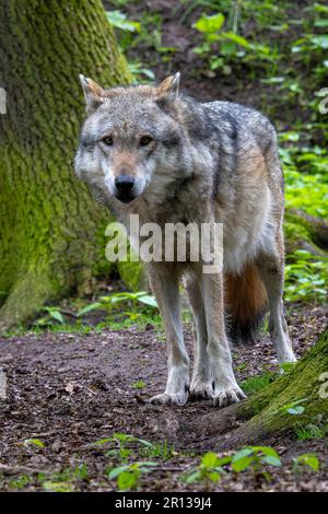 Basse-Saxe, Dörverden: 11 mai 2023, Un loup gris européen dans une enceinte du centre des loups de Dörverden. La question des loups est à l'esprit des ministres de l'environnement des États fédéraux, qui se réunissent en Rhénanie-du-Nord-Westphalie pour la Conférence des ministres de l'environnement. Photo: Sina Schuldt/dpa Banque D'Images