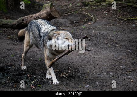 Basse-Saxe, Dörverden: 11 mai 2023, Un loup gris européen dans une enceinte du centre des loups de Dörverden. La question des loups est à l'esprit des ministres de l'environnement des États fédéraux, qui se réunissent en Rhénanie-du-Nord-Westphalie pour la Conférence des ministres de l'environnement. Photo: Sina Schuldt/dpa Banque D'Images