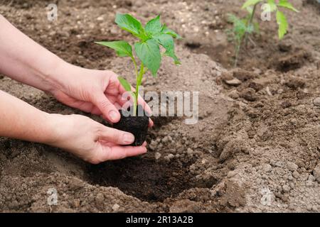 Pépins de poivre, une femme paysanne tenant un poivre dans sa main, un système de racines sain. La croissance des semis en serre. Gros plan. Banque D'Images