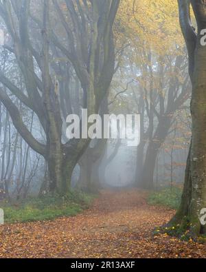 Stanmer Park dans la brume Banque D'Images