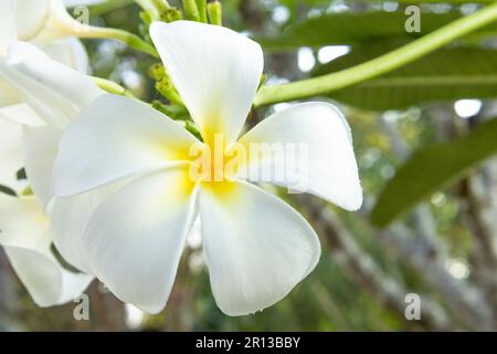 Fleur ou plumeria fleur bouquet sur arbre de branche, Plumeria est blanc et jaune pétale et floraison est beauté Banque D'Images