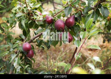 Les poires appétissantes rouges poussent et mûrissent sur un arbre dans un magnifique jardin écologique aux fruits sur fond vert Banque D'Images