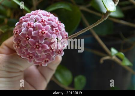 Fleurs de carnosa de Hoya. Fleur de porcelaine ou plante de cire. boule de fleurs roses en fleurs Banque D'Images